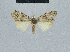  (Nola tanzaniae8 - BC ZSM Lep 41829)  @11 [ ] CreativeCommons - Attribution Non-Commercial Share-Alike (2010) Axel Hausmann/Bavarian State Collection of Zoology (ZSM) SNSB, Zoologische Staatssammlung Muenchen