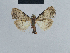  (Meganola longisigna - BC ZSM Lep 41830)  @13 [ ] CreativeCommons - Attribution Non-Commercial Share-Alike (2010) Axel Hausmann/Bavarian State Collection of Zoology (ZSM) SNSB, Zoologische Staatssammlung Muenchen