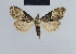  ( - BC ZSM Lep 41831)  @12 [ ] CreativeCommons - Attribution Non-Commercial Share-Alike (2010) Axel Hausmann/Bavarian State Collection of Zoology (ZSM) SNSB, Zoologische Staatssammlung Muenchen