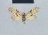  (Meganola heteromorpha - BC ZSM Lep 41833)  @12 [ ] CreativeCommons - Attribution Non-Commercial Share-Alike (2010) Axel Hausmann/Bavarian State Collection of Zoology (ZSM) SNSB, Zoologische Staatssammlung Muenchen