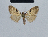  (Meganola nanomorpha - BC ZSM Lep 41834)  @13 [ ] CreativeCommons - Attribution Non-Commercial Share-Alike (2010) Axel Hausmann/Bavarian State Collection of Zoology (ZSM) SNSB, Zoologische Staatssammlung Muenchen