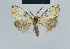  (Nola stenochroa - BC ZSM Lep 41835)  @13 [ ] CreativeCommons - Attribution Non-Commercial Share-Alike (2010) Axel Hausmann/Bavarian State Collection of Zoology (ZSM) SNSB, Zoologische Staatssammlung Muenchen