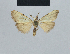  ( - BC ZSM Lep 41836)  @12 [ ] CreativeCommons - Attribution Non-Commercial Share-Alike (2010) Axel Hausmann/Bavarian State Collection of Zoology (ZSM) SNSB, Zoologische Staatssammlung Muenchen
