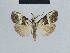  (Meganola canovirgata - BC ZSM Lep 41837)  @13 [ ] CreativeCommons - Attribution Non-Commercial Share-Alike (2010) Axel Hausmann/Bavarian State Collection of Zoology (ZSM) SNSB, Zoologische Staatssammlung Muenchen