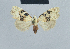  (Meganola pseudomelanoscelis - BC ZSM Lep 41838)  @13 [ ] CreativeCommons - Attribution Non-Commercial Share-Alike (2010) Axel Hausmann/Bavarian State Collection of Zoology (ZSM) SNSB, Zoologische Staatssammlung Muenchen