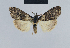  (Meganola genitalana - BC ZSM Lep 41840)  @13 [ ] CreativeCommons - Attribution Non-Commercial Share-Alike (2010) Axel Hausmann/Bavarian State Collection of Zoology (ZSM) SNSB, Zoologische Staatssammlung Muenchen