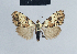  (Meganola meganola - BC ZSM Lep 41841)  @14 [ ] CreativeCommons - Attribution Non-Commercial Share-Alike (2010) Axel Hausmann/Bavarian State Collection of Zoology (ZSM) SNSB, Zoologische Staatssammlung Muenchen