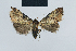  ( - BC ZSM Lep 41842)  @12 [ ] CreativeCommons - Attribution Non-Commercial Share-Alike (2010) Axel Hausmann/Bavarian State Collection of Zoology (ZSM) SNSB, Zoologische Staatssammlung Muenchen