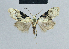  (Meganola bifurcata - BC ZSM Lep 41843)  @13 [ ] CreativeCommons - Attribution Non-Commercial Share-Alike (2010) Axel Hausmann/Bavarian State Collection of Zoology (ZSM) SNSB, Zoologische Staatssammlung Muenchen