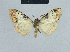  (Meganola euryochra - BC ZSM Lep 41845)  @13 [ ] CreativeCommons - Attribution Non-Commercial Share-Alike (2010) Axel Hausmann/Bavarian State Collection of Zoology (ZSM) SNSB, Zoologische Staatssammlung Muenchen