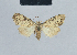  (Nola mikumi - BC ZSM Lep 41850)  @13 [ ] CreativeCommons - Attribution Non-Commercial Share-Alike (2010) Axel Hausmann/Bavarian State Collection of Zoology (ZSM) SNSB, Zoologische Staatssammlung Muenchen