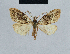  ( - BC ZSM Lep 41851)  @13 [ ] CreativeCommons - Attribution Non-Commercial Share-Alike (2010) Axel Hausmann/Bavarian State Collection of Zoology (ZSM) SNSB, Zoologische Staatssammlung Muenchen
