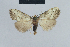  ( - BC ZSM Lep 41852b)  @12 [ ] CreativeCommons - Attribution Non-Commercial Share-Alike (2010) Axel Hausmann/Bavarian State Collection of Zoology (ZSM) SNSB, Zoologische Staatssammlung Muenchen