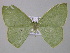  (Heterorachis AH01Tz - BC ZSM Lep 46984)  @13 [ ] CreativeCommons - Attribution Non-Commercial Share-Alike (2010) Axel Hausmann/Bavarian State Collection of Zoology (ZSM) SNSB, Zoologische Staatssammlung Muenchen