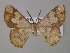  ( - BC ZSM Lep 47007)  @14 [ ] CreativeCommons - Attribution Non-Commercial Share-Alike (2010) Axel Hausmann/Bavarian State Collection of Zoology (ZSM) SNSB, Zoologische Staatssammlung Muenchen