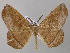  ( - BC ZSM Lep 47030)  @13 [ ] CreativeCommons - Attribution Non-Commercial Share-Alike (2010) Axel Hausmann/Bavarian State Collection of Zoology (ZSM) SNSB, Zoologische Staatssammlung Muenchen