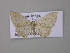  ( - BC ZSM Lep 47039)  @13 [ ] CreativeCommons - Attribution Non-Commercial Share-Alike (2010) Axel Hausmann/Bavarian State Collection of Zoology (ZSM) SNSB, Zoologische Staatssammlung Muenchen