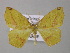  ( - BC ZSM Lep 47041)  @14 [ ] CreativeCommons - Attribution Non-Commercial Share-Alike (2010) Axel Hausmann/Bavarian State Collection of Zoology (ZSM) SNSB, Zoologische Staatssammlung Muenchen