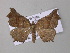  ( - BC ZSM Lep 47042)  @14 [ ] CreativeCommons - Attribution Non-Commercial Share-Alike (2010) Axel Hausmann/Bavarian State Collection of Zoology (ZSM) SNSB, Zoologische Staatssammlung Muenchen