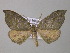  ( - BC ZSM Lep 47045)  @14 [ ] CreativeCommons - Attribution Non-Commercial Share-Alike (2010) Axel Hausmann/Bavarian State Collection of Zoology (ZSM) SNSB, Zoologische Staatssammlung Muenchen