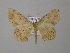  (Scopula AH06Tz - BC ZSM Lep 47057)  @13 [ ] CreativeCommons - Attribution Non-Commercial Share-Alike (2010) Axel Hausmann/Bavarian State Collection of Zoology (ZSM) SNSB, Zoologische Staatssammlung Muenchen