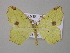  ( - BC ZSM Lep 47063)  @13 [ ] CreativeCommons - Attribution Non-Commercial Share-Alike (2010) Axel Hausmann/Bavarian State Collection of Zoology (ZSM) SNSB, Zoologische Staatssammlung Muenchen