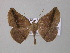  ( - BC ZSM Lep 47071)  @12 [ ] CreativeCommons - Attribution Non-Commercial Share-Alike (2010) Axel Hausmann/Bavarian State Collection of Zoology (ZSM) SNSB, Zoologische Staatssammlung Muenchen