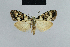  (Nola rubija - BC ZSM Lep 42139)  @13 [ ] CreativeCommons - Attribution Non-Commercial Share-Alike (2010) Axel Hausmann/Bavarian State Collection of Zoology (ZSM) SNSB, Zoologische Staatssammlung Muenchen