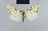  ( - BC ZSM Lep 42144)  @13 [ ] CreativeCommons - Attribution Non-Commercial Share-Alike (2010) Axel Hausmann/Bavarian State Collection of Zoology (ZSM) SNSB, Zoologische Staatssammlung Muenchen
