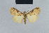  (Meganola ingeminata - BC ZSM Lep 42145)  @12 [ ] CreativeCommons - Attribution Non-Commercial Share-Alike (2010) Axel Hausmann/Bavarian State Collection of Zoology (ZSM) SNSB, Zoologische Staatssammlung Muenchen