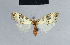  ( - BC ZSM Lep 42148)  @12 [ ] CreativeCommons - Attribution Non-Commercial Share-Alike (2010) Axel Hausmann/Bavarian State Collection of Zoology (ZSM) SNSB, Zoologische Staatssammlung Muenchen