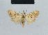  (Nola tanzaniae16 - BC ZSM Lep 42149)  @11 [ ] CreativeCommons - Attribution Non-Commercial Share-Alike (2010) Axel Hausmann/Bavarian State Collection of Zoology (ZSM) SNSB, Zoologische Staatssammlung Muenchen