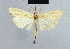  (Pediasia osmana1 - BC ZSM Lep 42153)  @11 [ ] CreativeCommons - Attribution Non-Commercial Share-Alike (2010) Axel Hausmann/Bavarian State Collection of Zoology (ZSM) SNSB, Zoologische Staatssammlung Muenchen