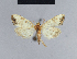  ( - BC ZSM Lep 42155)  @11 [ ] CreativeCommons - Attribution Non-Commercial Share-Alike (2010) Axel Hausmann/Bavarian State Collection of Zoology (ZSM) SNSB, Zoologische Staatssammlung Muenchen