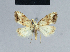  (Nola chlamitulalis - BC ZSM Lep 42157)  @13 [ ] CreativeCommons - Attribution Non-Commercial Share-Alike (2010) Axel Hausmann/Bavarian State Collection of Zoology (ZSM) SNSB, Zoologische Staatssammlung Muenchen