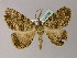  ( - BC ZSM Lep 42160)  @14 [ ] CreativeCommons - Attribution Non-Commercial Share-Alike (2010) Axel Hausmann/Bavarian State Collection of Zoology (ZSM) SNSB, Zoologische Staatssammlung Muenchen