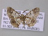  ( - BC ZSM Lep 42166)  @13 [ ] CreativeCommons - Attribution Non-Commercial Share-Alike (2010) Axel Hausmann/Bavarian State Collection of Zoology (ZSM) SNSB, Zoologische Staatssammlung Muenchen