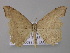  ( - BC ZSM Lep 42174)  @13 [ ] CreativeCommons - Attribution Non-Commercial Share-Alike (2010) Axel Hausmann/Bavarian State Collection of Zoology (ZSM) SNSB, Zoologische Staatssammlung Muenchen