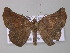  ( - BC ZSM Lep 42176)  @14 [ ] CreativeCommons - Attribution Non-Commercial Share-Alike (2010) Axel Hausmann/Bavarian State Collection of Zoology (ZSM) SNSB, Zoologische Staatssammlung Muenchen