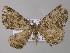  ( - BC ZSM Lep 42187)  @14 [ ] CreativeCommons - Attribution Non-Commercial Share-Alike (2010) Axel Hausmann/Bavarian State Collection of Zoology (ZSM) SNSB, Zoologische Staatssammlung Muenchen
