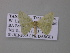  (Idiochlora AH02Tz - BC ZSM Lep 42194)  @12 [ ] CreativeCommons - Attribution Non-Commercial Share-Alike (2010) Axel Hausmann/Bavarian State Collection of Zoology (ZSM) SNSB, Zoologische Staatssammlung Muenchen