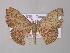  (Scopula trisinuata - BC ZSM Lep 42197)  @14 [ ] CreativeCommons - Attribution Non-Commercial Share-Alike (2010) Axel Hausmann/Bavarian State Collection of Zoology (ZSM) SNSB, Zoologische Staatssammlung Muenchen