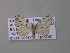  ( - BC ZSM Lep 42205)  @12 [ ] CreativeCommons - Attribution Non-Commercial Share-Alike (2010) Axel Hausmann/Bavarian State Collection of Zoology (ZSM) SNSB, Zoologische Staatssammlung Muenchen