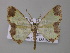  ( - BC ZSM Lep 42215)  @14 [ ] CreativeCommons - Attribution Non-Commercial Share-Alike (2010) Axel Hausmann/Bavarian State Collection of Zoology (ZSM) SNSB, Zoologische Staatssammlung Muenchen