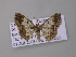  ( - BC ZSM Lep 42217)  @13 [ ] CreativeCommons - Attribution Non-Commercial Share-Alike (2010) Axel Hausmann/Bavarian State Collection of Zoology (ZSM) SNSB, Zoologische Staatssammlung Muenchen