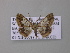  ( - BC ZSM Lep 42218)  @13 [ ] CreativeCommons - Attribution Non-Commercial Share-Alike (2010) Axel Hausmann/Bavarian State Collection of Zoology (ZSM) SNSB, Zoologische Staatssammlung Muenchen