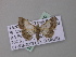  ( - BC ZSM Lep 42220)  @13 [ ] CreativeCommons - Attribution Non-Commercial Share-Alike (2010) Axel Hausmann/Bavarian State Collection of Zoology (ZSM) SNSB, Zoologische Staatssammlung Muenchen