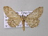  (Hyposidra BOLD:AAN4136 - BC ZSM Lep 42221)  @14 [ ] CreativeCommons - Attribution Non-Commercial Share-Alike (2010) Axel Hausmann/Bavarian State Collection of Zoology (ZSM) SNSB, Zoologische Staatssammlung Muenchen