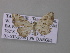  ( - BC ZSM Lep 42226)  @13 [ ] CreativeCommons - Attribution Non-Commercial Share-Alike (2010) Axel Hausmann/Bavarian State Collection of Zoology (ZSM) SNSB, Zoologische Staatssammlung Muenchen