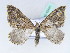  ( - BC ZSM Lep 42441)  @11 [ ] CreativeCommons - Attribution Non-Commercial Share-Alike (2010) Axel Hausmann/Bavarian State Collection of Zoology (ZSM) SNSB, Zoologische Staatssammlung Muenchen
